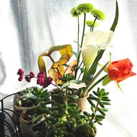 カラー,シンフォリカルポス,薔薇,薔薇,薔薇の画像