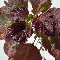 カシワバアジサイ,雪国,チーム新潟の画像