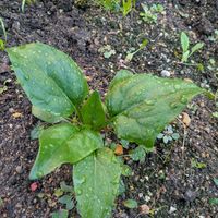 ホウレンソウ,大根,スナップエンドウ,小松菜,チーム愛知の画像