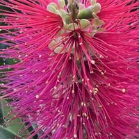 ブラシの木,ブラシの木,ブラシの木,iphone11の画像