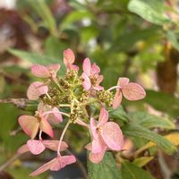 ノリウツギの画像