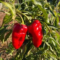 ピーマン,ピーマン,元気もらえる,朝の花,探検の画像