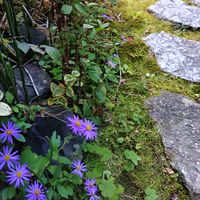 ミヤコワスレの画像