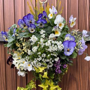 アリッサム,アイビー,よく咲くスミレ,ハンギングバスケット,チーム・ブルーの画像