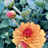 キク,観賞用トウガラシ,小松菜,つばき,トウガラシの画像