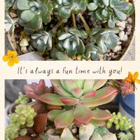 白雪ミセバヤ,多肉寄せ植えの画像