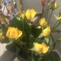 とうがらし,バラ,バラと夢CLUB,金曜キラキラ,金曜ローズショーの画像