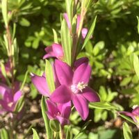 サザンクロス,サザンクロス,ご近所,マイペースに,心穏やかに♡の画像