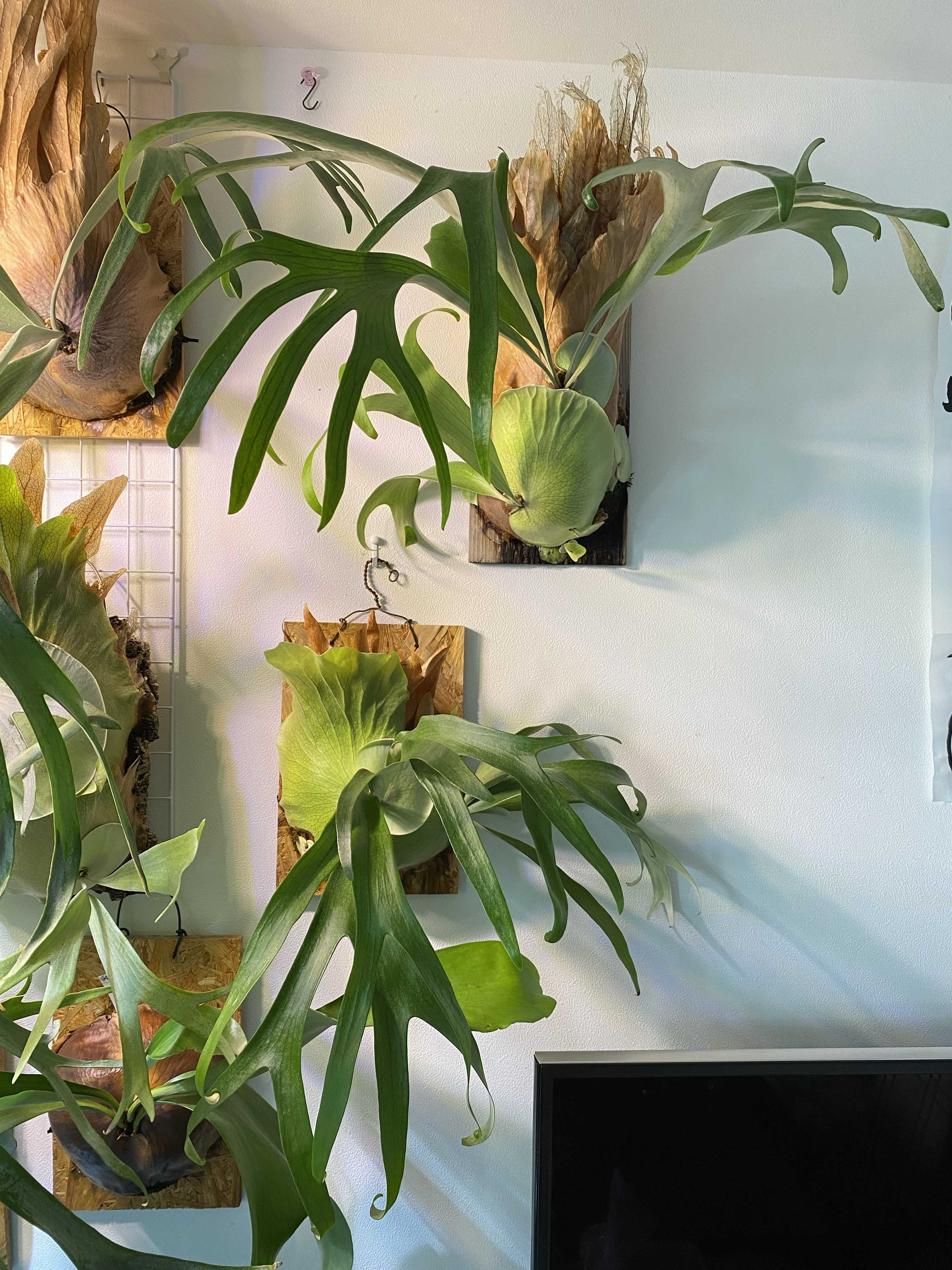 写真 ビカクシダの森