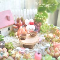 多肉,多肉植物 寄せ植え,どんぐりの帽子,どんぐりの帽子,ハンドメイドの画像