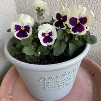 イタリアンパセリ,オレガノ,パンジー,ビオラ,レモンタイムの画像