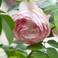 ポリゴナム（ヒメツルソバ）,つるバラ コーネリア,つるバラ コーネリア,レウコフィルム,オリビア・ローズ・オースチンの画像