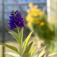 ベロニカ,ベロニカ ハミングバード, ゴマノハグサ科,宿根・多年草,青・紫系の画像