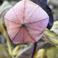 キキョウ,キキョウ,癒し,ピンクの花,金曜日の蕾たちの画像