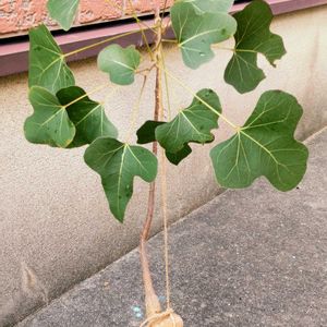 ボトルツリー,ボトルツリー ブラキキトン,観葉植物,塊根植物の画像