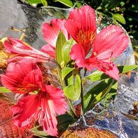 アルストロメリア,皇帝ダリア,ジンチョウゲ,ガーデニング,花が好きの画像