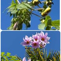 皇帝ダリア,サザンカ,シャコバサボテン,寒椿,ヒネムの画像