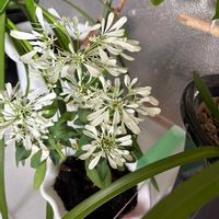 ハツユキソウの画像