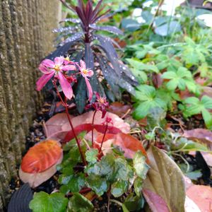 ユーフォルビア ブラックバード,クリスマスローズ ダブル・イエローピコティ,大文字草 紅司,アストランティア・ベニスの画像