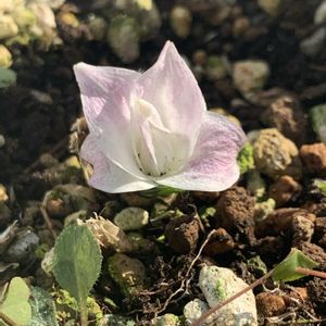 八重エンレイソウ,八重エンレイソウ,八重エンレイソウ,八重エンレイソウ,開花の画像