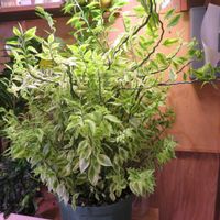 ダイギンリュウ,大銀竜,観葉植物,新芽,インテリアグリーンの画像