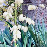 ユッカ,ユッカ,イチョウ,キミガヨラン,キミガヨランの画像