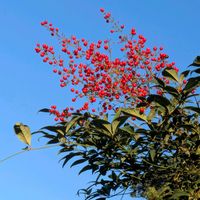 ナンテン,ナンテン,モッコク,クロガネモチ,クロガネモチの画像