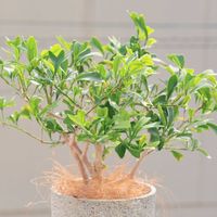 シェフレラ,シェフレラ・トライアンギュラリス,観葉植物,ハートの形の画像