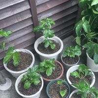 パッションフルーツ,バルコニー/ベランダの画像