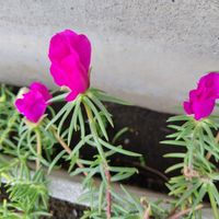 マツバボタンの画像