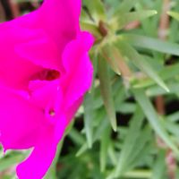 マツバボタンの画像