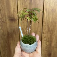 ヤマモミジ,ミニ盆栽,石木花の画像