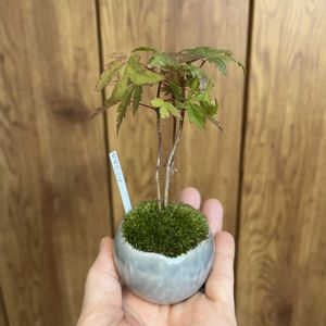 ヤマモミジ,ミニ盆栽,石木花の画像
