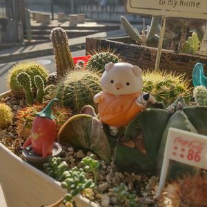 多肉植物,多肉寄せ植え,多肉の植え替え,多肉男子,階段/廊下の画像