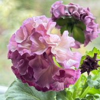 オダマキ,パンジー,千島ルリオダマキ,可愛い,ピンクの画像