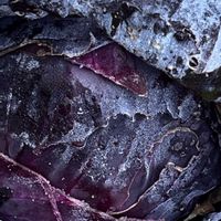 ロマネスコ,ロマネスコ,ブロッコリー,ブロッコリー,紫キャベツの画像