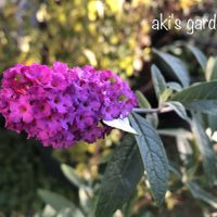 ブッドレア,花のある暮らし,植中毒,小さい庭の画像
