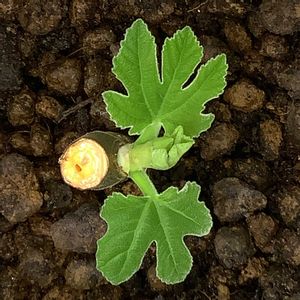 イチジク,いちじく,挿し木,剪定,萌芽の画像