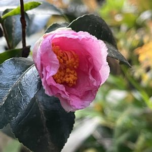 サザンカ or  ツバキ,花のある暮らし,挿し木から成長,秋を楽しむ,平和が第一の画像