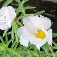 マツバボタンの画像