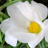 マツバボタンの画像