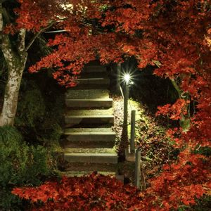 モミジ,紅葉,もみじ,紅葉（こうよう）,もみじ紅葉の画像