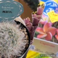 プルメリア,高砂丸,プルメリア キャプティベイト,ドライブ,買物メモの画像