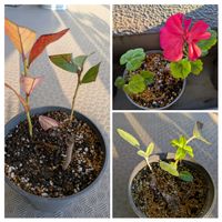 セージ,ゼラニウム,挿し木,紫陽花 アジサイ あじさいの画像