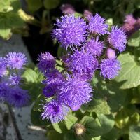 アゲラタム,お出かけ先にての画像