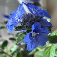 アメリカンブルー,エボルブルス ブルーマイマインド,花のある暮らし,素敵色,かわゆい♡の画像