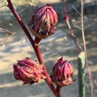 ローゼル,花久の里の画像