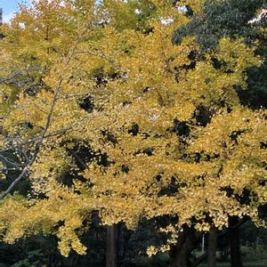 イチョウ,カツラ,ポプラ並木✨の画像