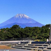 トルコキキョウ,マツ,ユリ,ヤシの木, 富士山の画像