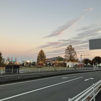 イチョウ,ブラシの木,夕焼け✨,クリスマスツリー♡の画像